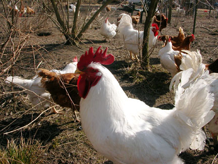 afternoon in the main yard