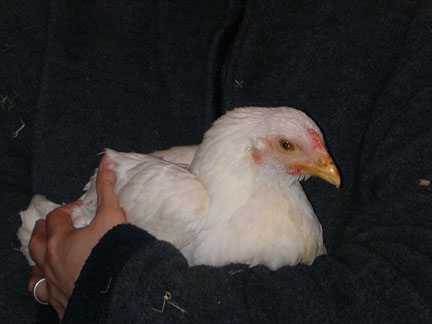 rescued hen