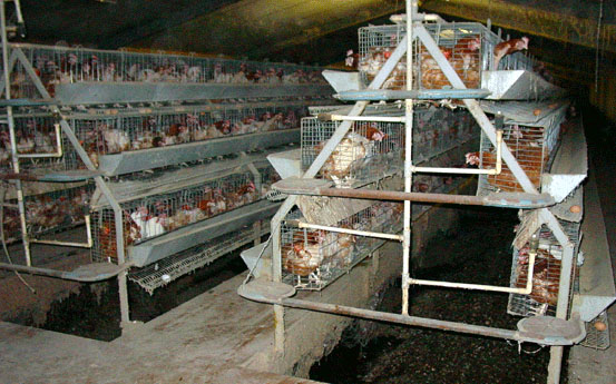 battery cages