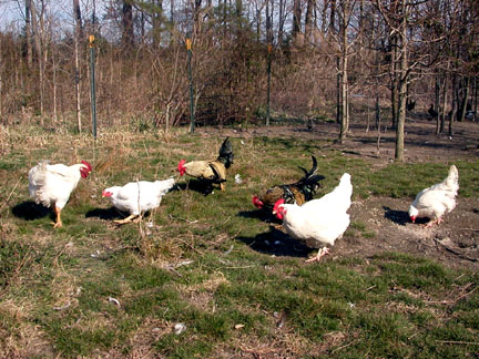 spring in the broiler yard