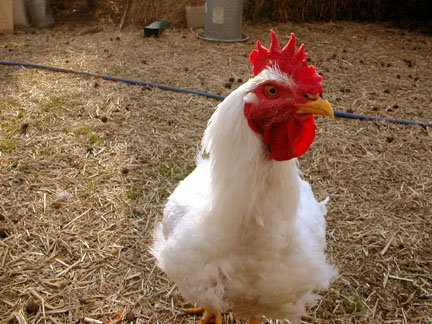 Buk-Buk the young rooster