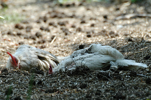 more dust bathing