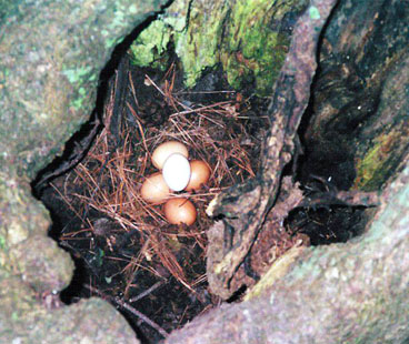 eggs in tree trunk