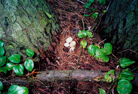 eggs in nest
