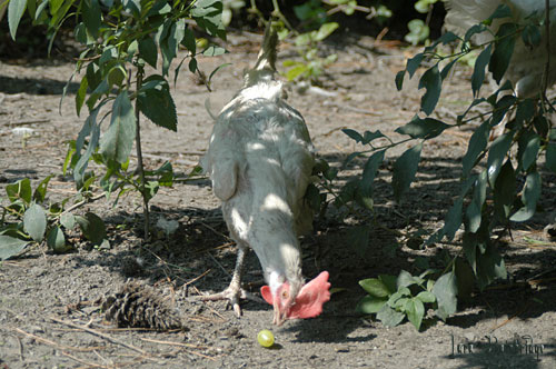 hen with grape