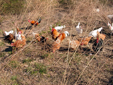 spring in the main yard