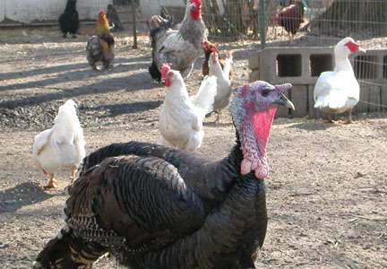 mud in the main yard