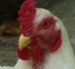 minipic 1